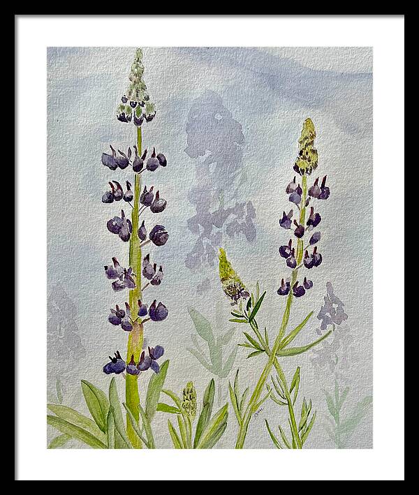 Lupines - Framed Print