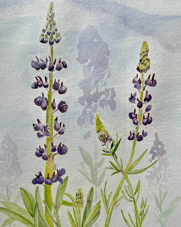 Lupines - Art Print
