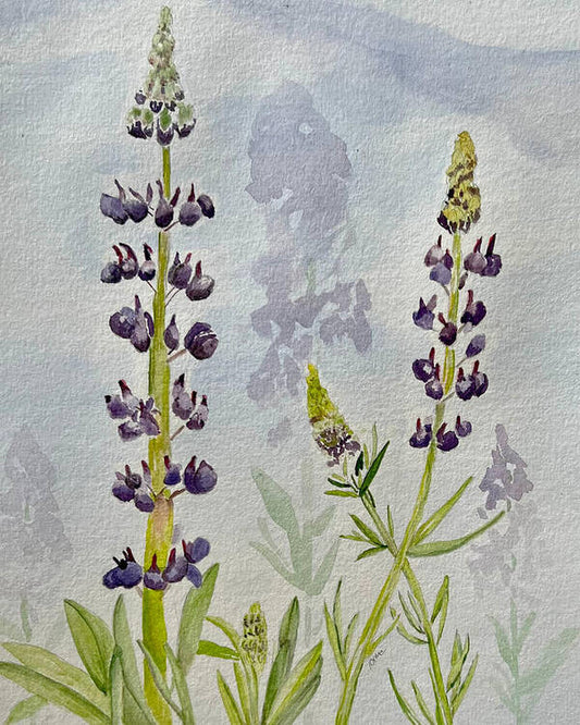 Lupines - Art Print