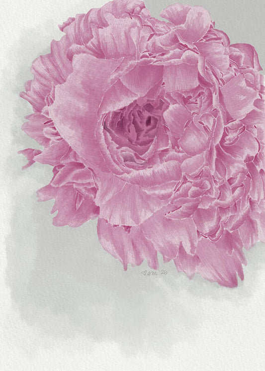 Pink Peony Close-Up - Art Print